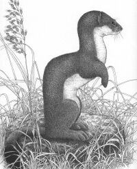Mustela erminea