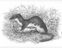 Mustela nivalis