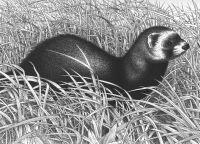 Mustela putorius