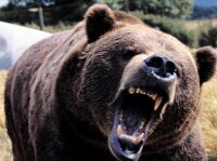 Ursus arctos