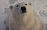 Ursus maritimus